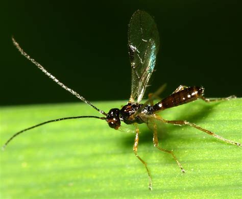 Braconid Wasps - Prairie Pollination