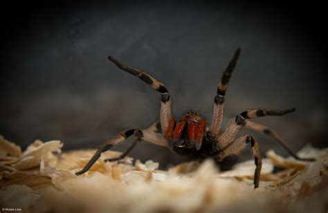 Real Monstrosities: Brazilian Wandering Spider