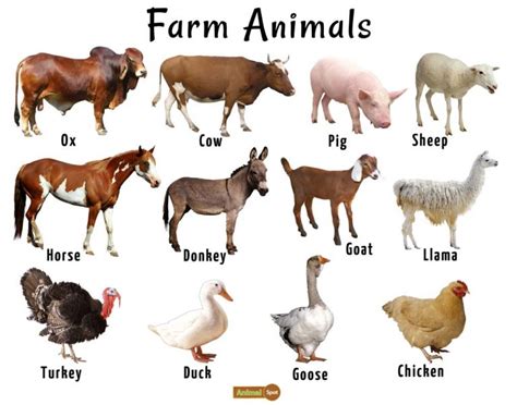 Farm Animals List, Facts, and Pictures