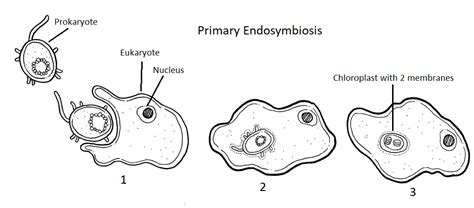 2: Prokaryotes - Biology LibreTexts