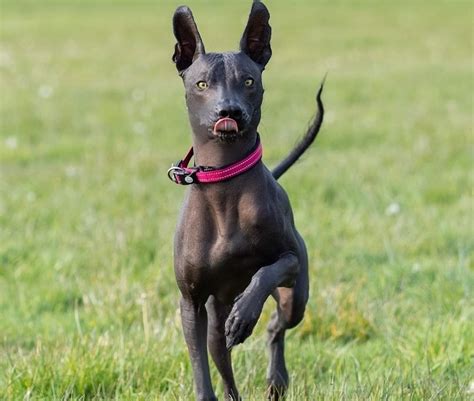 Xoloitzcuintli