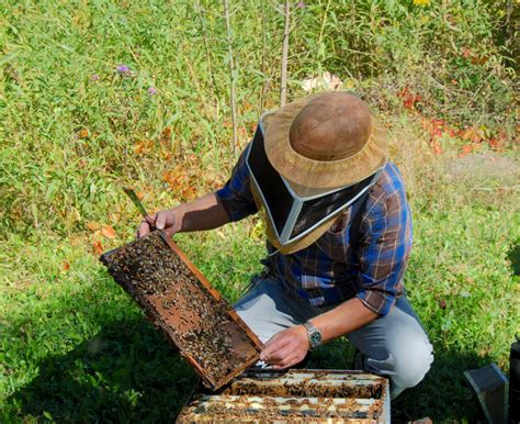 History Of Buckfast Bees In Ontario - Honey Bee Research Centre