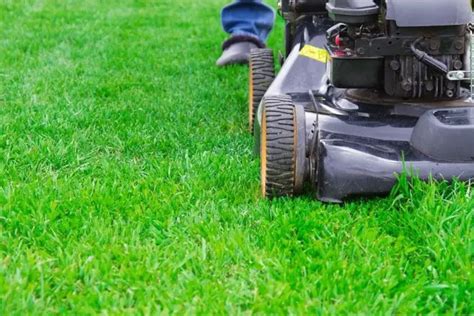 What Is The Best Height To Cut Grass? (Ideal Grass Mowing Height) - Dream Lawns