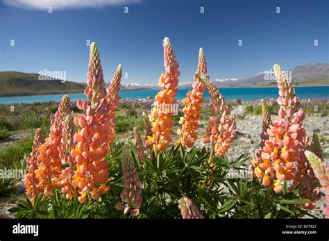 Wild Lupins Lake Tekapo Mackenzie Country South Island New Zealand Stock Photo - Alamy