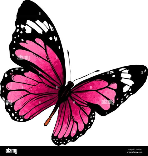 illustration of a beautiful colorful butterfly that flies Stock Vector Image & Art - Alamy