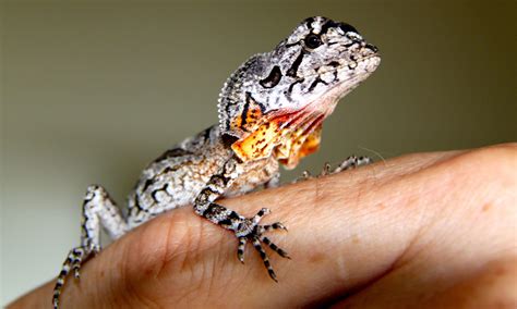 Frilled Neck Lizard: Facts, Habitat, and Their Temperament