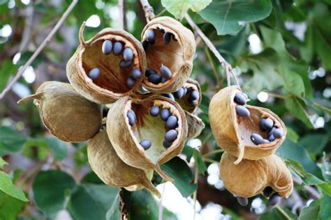 Health Benefits of Baobab Fruit - Facty Health