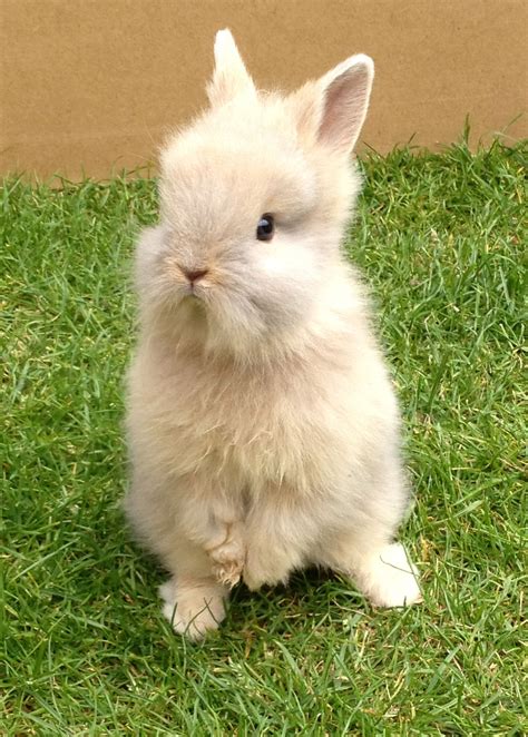 Pin by Hannah Coomer on BUNNIES!!! | Pet bunny, Cute animals, Fluffy bunny