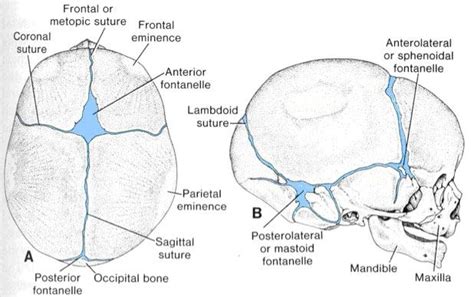 Image result for pediatric skull sutures | Young living oils, Young living essential oils ...