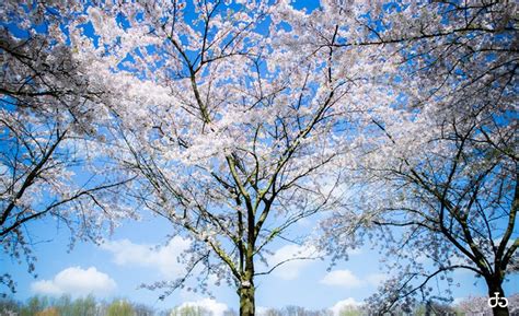 Cherry Blossom Amsterdam, Travel - Damar Tri Anggoro