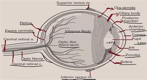 Anterior chamber of the eye is the space between A. lens and iris B. cornea and irisC. lens and ...