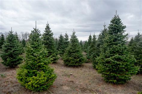 Remembering the tradition, and smell, of the Christmas tree farm - al.com