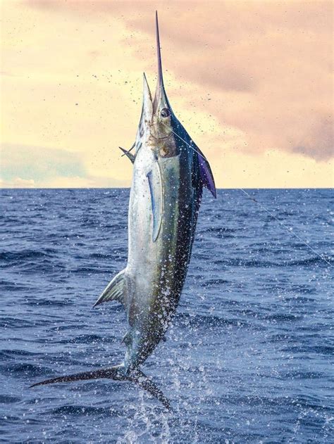 Blue Marlin Photo Magic | Blue marlin, Blue marlin fish, Marlin fishing