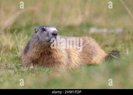 Alpine Marmot parc des Ecrins National Park Alps Marmota claws feet closeup wild rodent wildlife ...