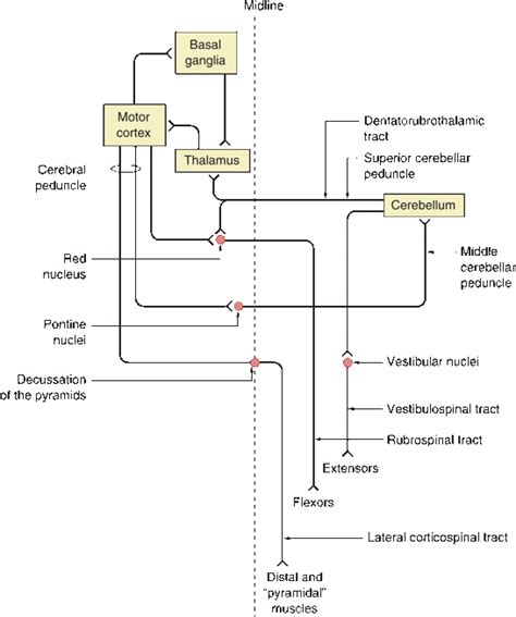 Overview of the Motor System | Neupsy Key