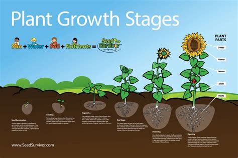 Posters | Seed Survivor | Plants, Plant growth activities, Plant growth