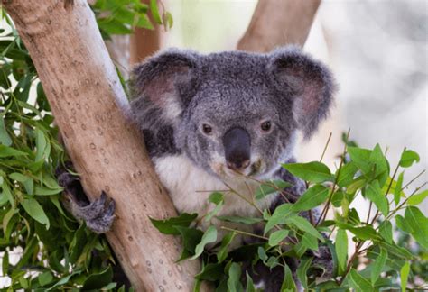 Is Climate Change Driving the Demise of the Koala? - CounterPunch.org