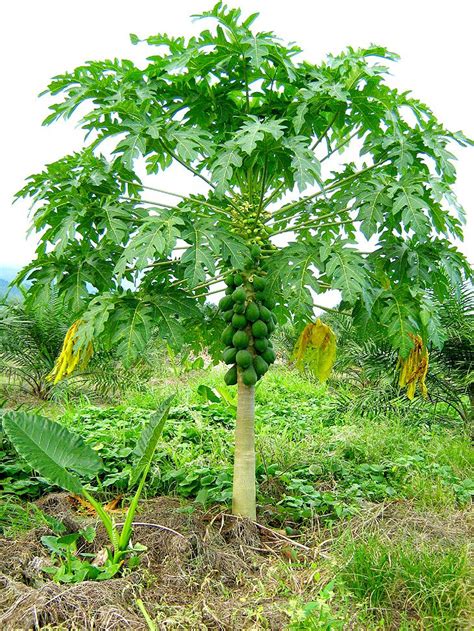 24 best Papaya Trees images on Pinterest | Papaya tree, Fruit tree garden and Organic farming