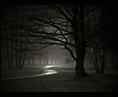 werewolf-forest-night-dark[1] | Winter trees, Night forest, Dark forest