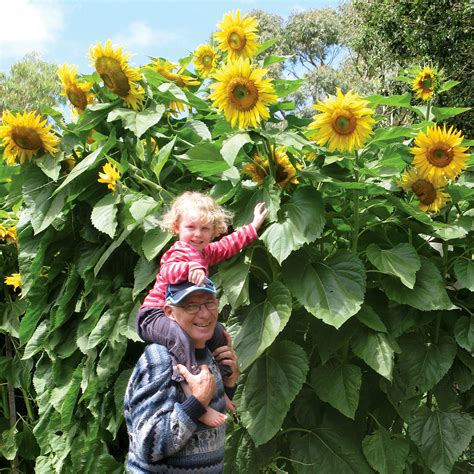 Sunflower 'Giant Russian' - The Diggers Club