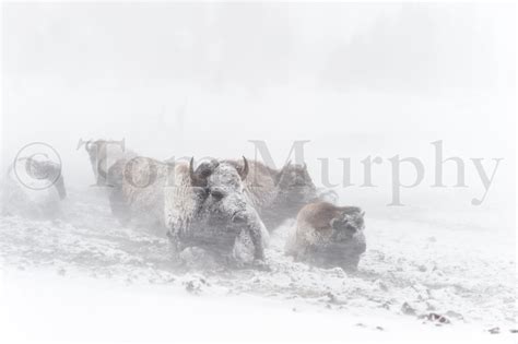 Bison Snowstorm – Tom Murphy Photography