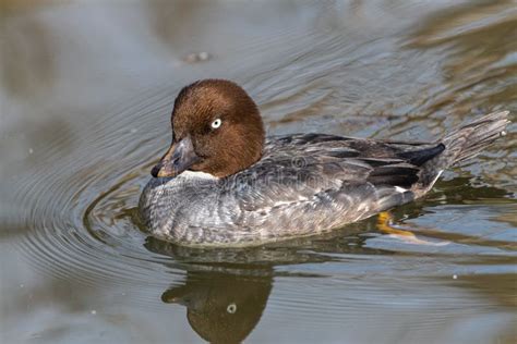 Female Common Goldeneye stock image. Image of bucephala - 191432669