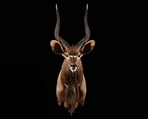 Nyala Taxidermy Shoulder Mount 1/8 Right Turn