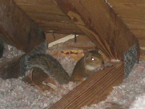 How to Prevent Squirrel Damage to Your Home