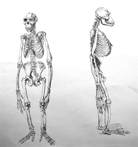 monkey anatomy study by elthe on DeviantArt