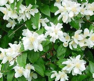 Philadelphus coronarius Sweet Mock Orange Garden Mockorange 20 seeds | eBay