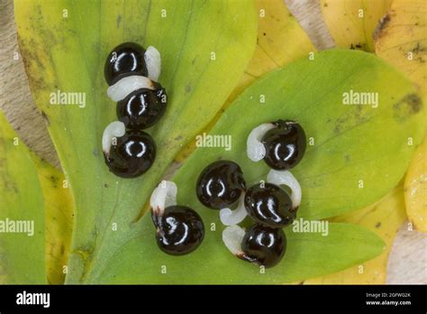 bulbous corydalis, fumewort (Corydalis cava, Corydalis bulbosa), elaiosomes at seeds of ...