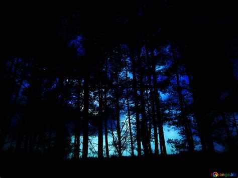 Soft blurred Dark night forest №213329