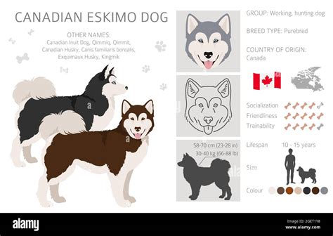 Are Canadian Eskimo And Greenland Dog The Same