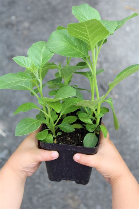 Growing Ashwagandha — Practical Self Reliance