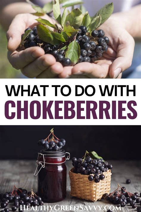 15 Best Aronia Berry Recipes {Tasty Chokeberry Recipes!}