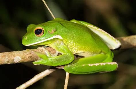 Tree Frog - Description, Habitat, Image, Diet, and Interesting Facts