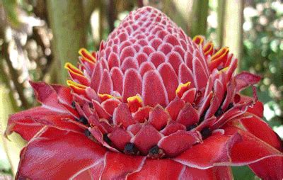 flowers of the rainforest | Rainforest Beauty !!! | Pinterest ...