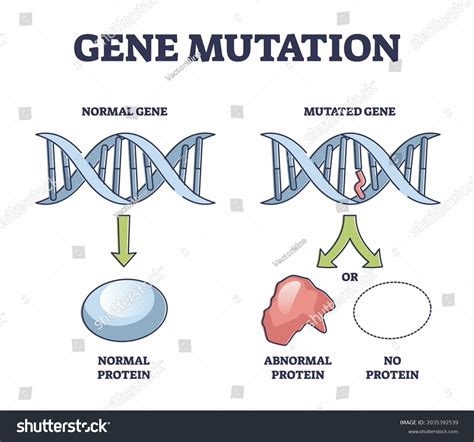Gene Mutation