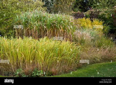 Ornamental grasses border grasses hi-res stock photography and images - Alamy