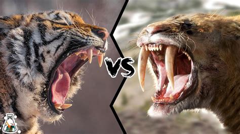 Siberian Tiger vs Smilodon - Which Would Have Been Stronger? - YouTube