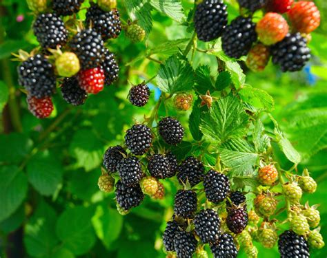 Growing Blackberry Plants: How To Grow Blackberries