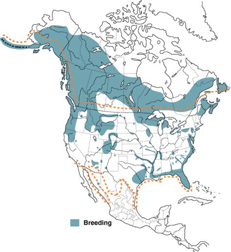 Bald Eagle Biology — Maryland Bird Conservation Partnership