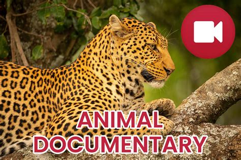 Wild Animals Documentary APK for Android Download