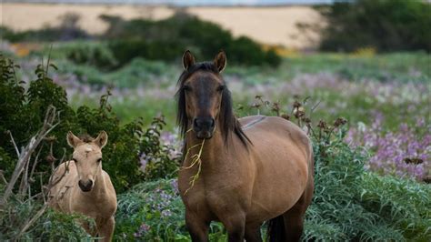 Horse relax ambient music slideshow - YouTube