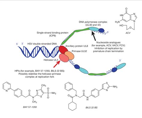 Mechanism of inhibition of virus DNA synthesis by nucleoside analogues... | Download Scientific ...