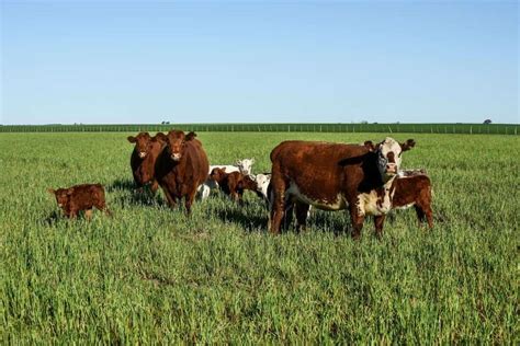 Shorthorn Cattle for Mighty Milk and Meat - Rural Living Today