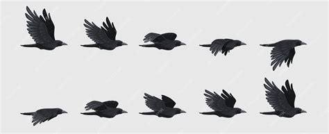 Premium Vector | Crow fly sequence black flying raven silhouette black bird wing move for ...