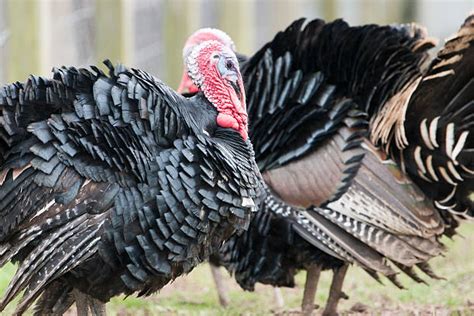 60+ Gobbling Turkey Stock Photos, Pictures & Royalty-Free Images - iStock