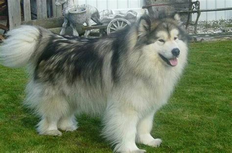 Long haired Husky | Husky, Long haired husky, Cute animals