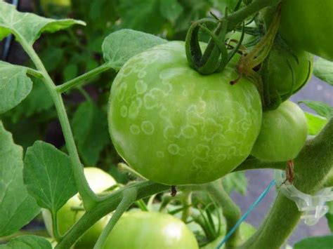 Diseases and Abiotic Problems of Greenhouse Tomatoes | Mississippi ...